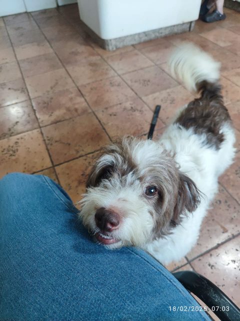 Rocco